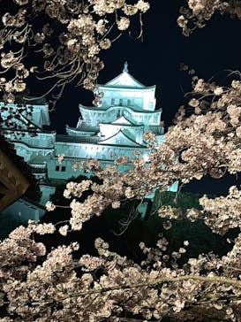 姫路城（イベント）に投稿された画像（2022/4/6）