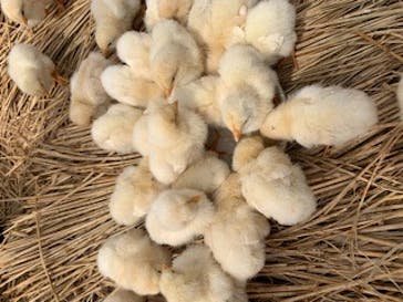 しろとり動物園に投稿された画像（2022/4/6）