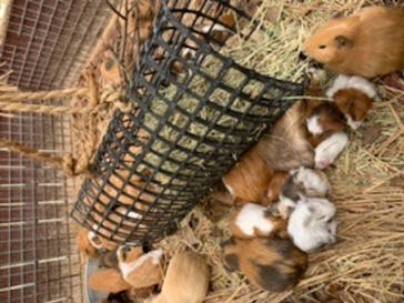 しろとり動物園に投稿された画像（2022/4/6）