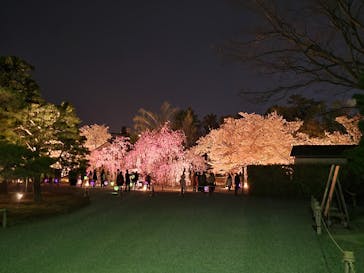 NAKED FLOWERS 2022 -桜- 世界遺産・二条城に投稿された画像（2022/4/6）