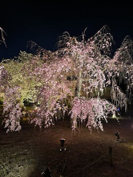 NAKED FLOWERS 2022 -桜- 世界遺産・二条城に投稿された画像（2022/4/6）