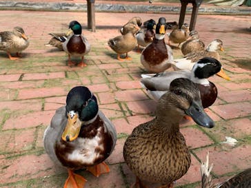 富士花鳥園に投稿された画像（2022/4/6）