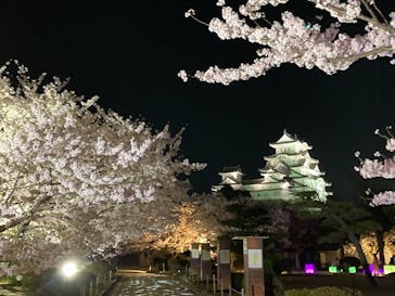 姫路城（イベント）に投稿された画像（2022/4/6）