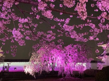 姫路城（イベント）に投稿された画像（2022/4/6）