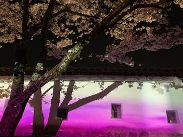 姫路城（イベント）に投稿された画像（2022/4/6）