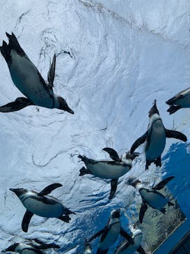 サンシャイン水族館に投稿された画像（2022/4/6）