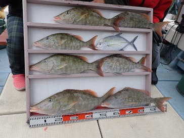 釣り船 りき丸に投稿された画像（2022/4/6）