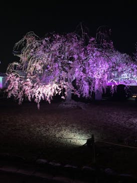 姫路城（イベント）に投稿された画像（2022/4/6）