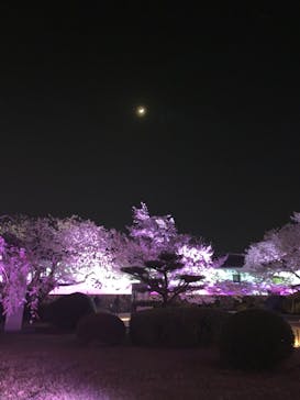 姫路城（イベント）に投稿された画像（2022/4/6）