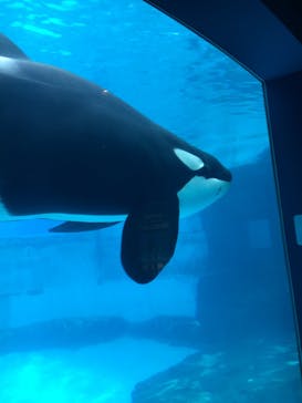 名古屋港水族館に投稿された画像（2022/4/6）