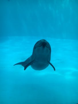 名古屋港水族館に投稿された画像（2022/4/6）