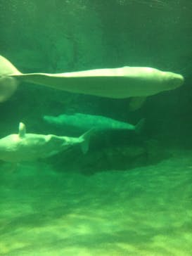 名古屋港水族館に投稿された画像（2022/4/6）