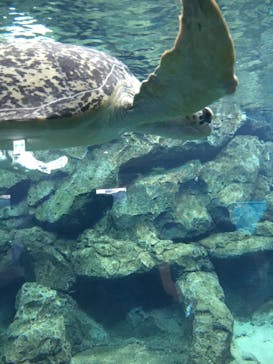 名古屋港水族館に投稿された画像（2022/4/6）