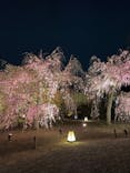 NAKED FLOWERS 2022 -桜- 世界遺産・二条城に投稿された画像（2022/4/7）