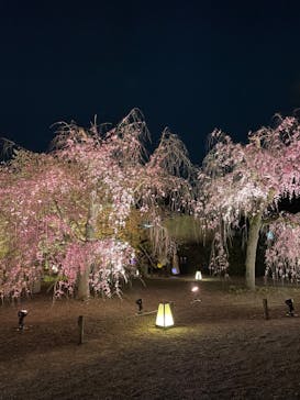 NAKED FLOWERS 2022 -桜- 世界遺産・二条城に投稿された画像（2022/4/6）