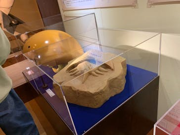 国立科学博物館　特別企画展「ポケモン化石博物館」に投稿された画像（2022/4/6）