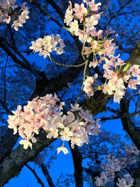 姫路城（イベント）に投稿された画像（2022/4/6）