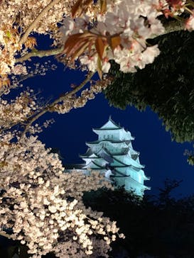 姫路城（イベント）に投稿された画像（2022/4/6）