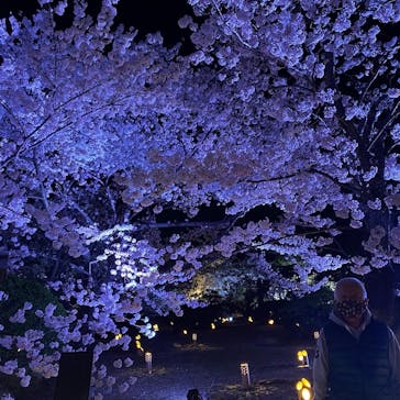 姫路城（イベント）に投稿された画像（2022/4/6）