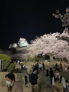 姫路城（イベント）に投稿された画像（2022/4/6）