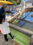 志摩市浜島磯体験施設 海ほおずきに投稿された画像（2022/4/7）