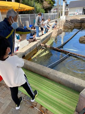志摩市浜島磯体験施設 海ほおずきに投稿された画像（2022/4/7）