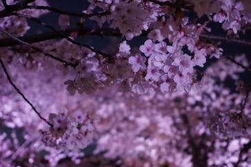 姫路城（イベント）に投稿された画像（2022/4/7）