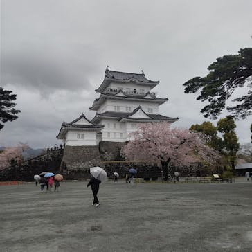 小田原城に投稿された画像（2022/4/7）