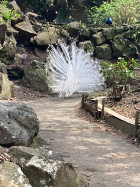 伊豆シャボテン動物公園に投稿された画像（2022/4/7）