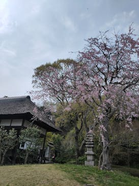 三溪園に投稿された画像（2022/4/7）