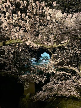 姫路城（イベント）に投稿された画像（2022/4/7）