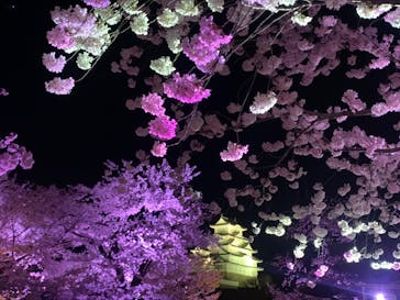 姫路城（イベント）に投稿された画像（2022/4/7）