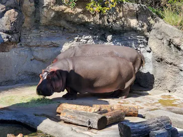 天王寺動物園に投稿された画像（2022/4/7）