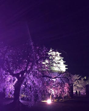 姫路城（イベント）に投稿された画像（2022/4/7）