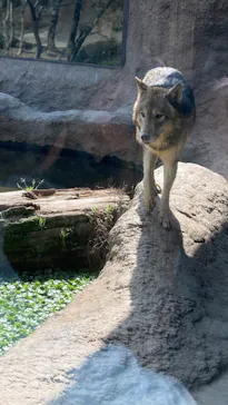 神戸どうぶつ王国に投稿された画像（2022/4/7）