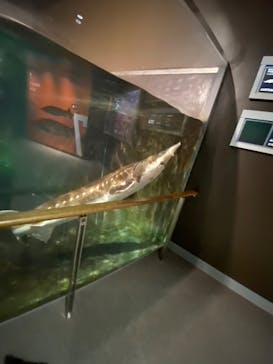 滋賀県立琵琶湖博物館に投稿された画像（2022/4/7）