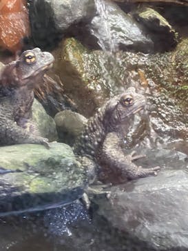 滋賀県立琵琶湖博物館に投稿された画像（2022/4/7）