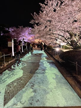 姫路城（イベント）に投稿された画像（2022/4/7）