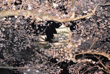 姫路城（イベント）に投稿された画像（2022/4/7）