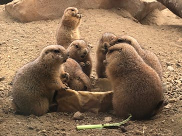 那須どうぶつ王国に投稿された画像（2022/4/7）