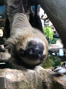 那須どうぶつ王国に投稿された画像（2022/4/7）