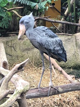 那須どうぶつ王国に投稿された画像（2022/4/7）