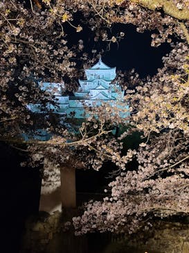 姫路城（イベント）に投稿された画像（2022/4/7）