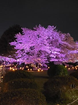 姫路城（イベント）に投稿された画像（2022/4/7）