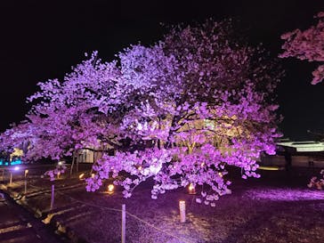 姫路城（イベント）に投稿された画像（2022/4/7）