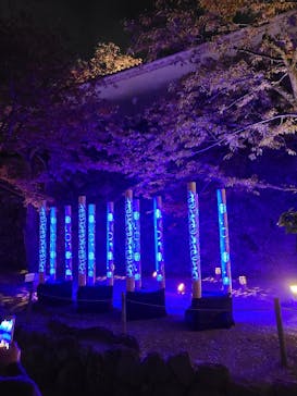 姫路城（イベント）に投稿された画像（2022/4/7）