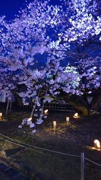 姫路城（イベント）に投稿された画像（2022/4/7）