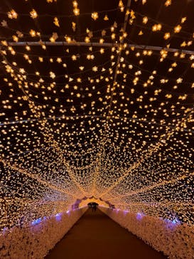 東京メガイルミに投稿された画像（2022/4/7）