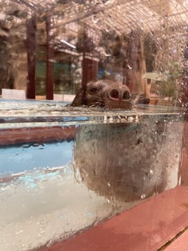 ゼロ距離水族館 伊勢シーパラダイスに投稿された画像（2022/4/7）