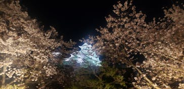 姫路城（イベント）に投稿された画像（2022/4/8）